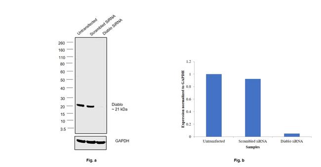 DIABLO Antibody in Western Blot (WB)