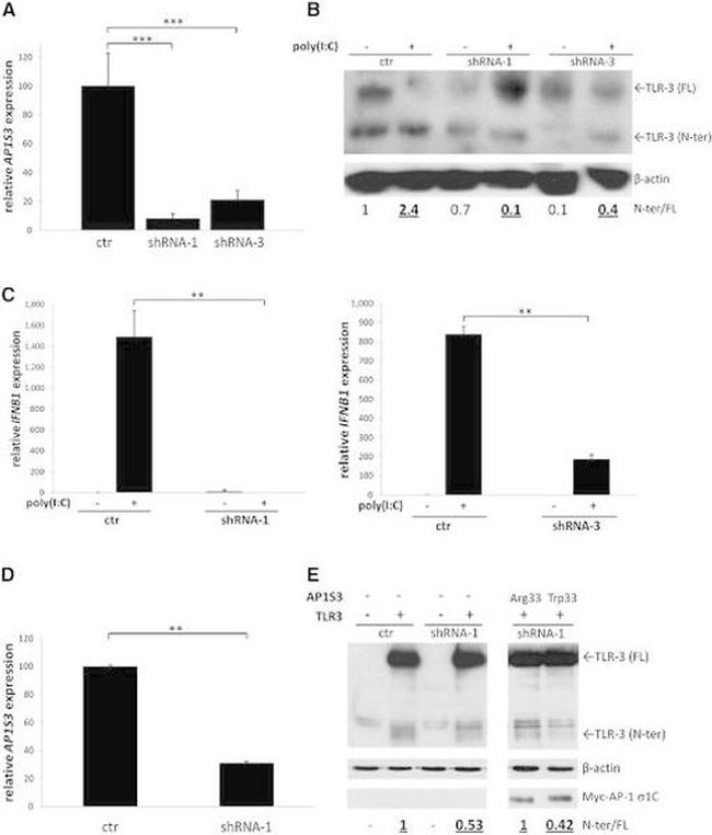 TLR3 Antibody in Western Blot (WB)