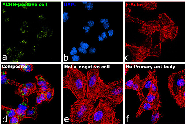 TIM-1 Antibody