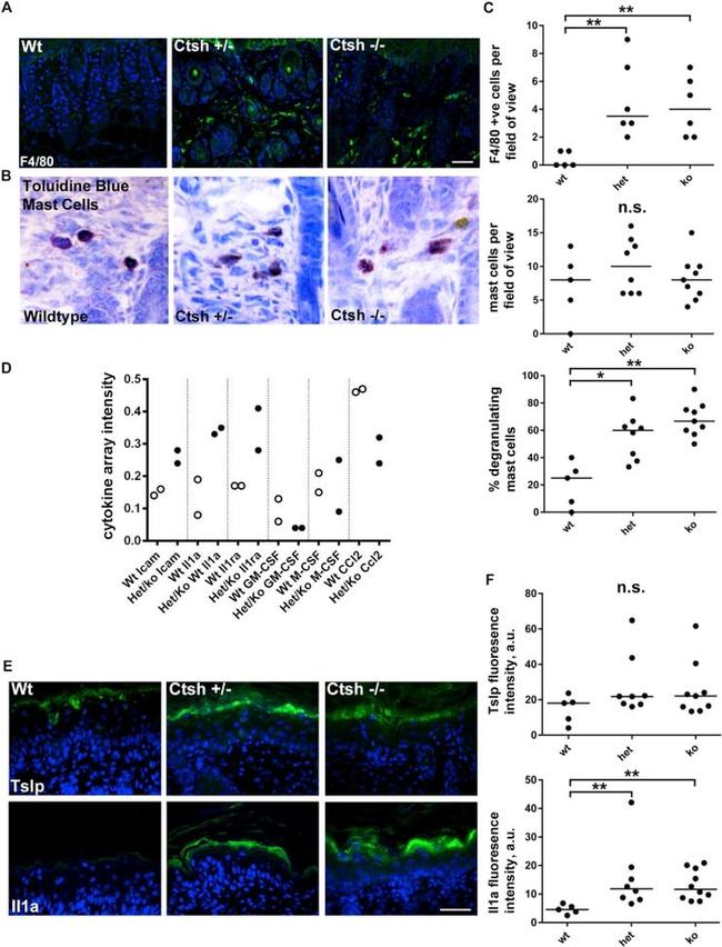 TSLP Antibody in Immunohistochemistry (IHC)