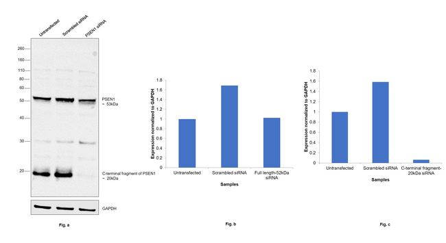 Presenilin 1 Antibody in Western Blot (WB)