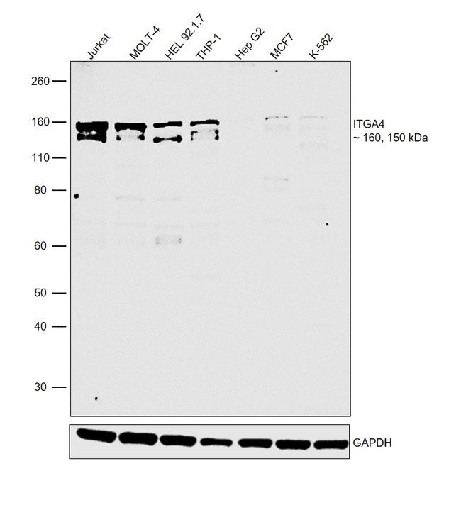 ITGA4 Antibody in Western Blot (WB)