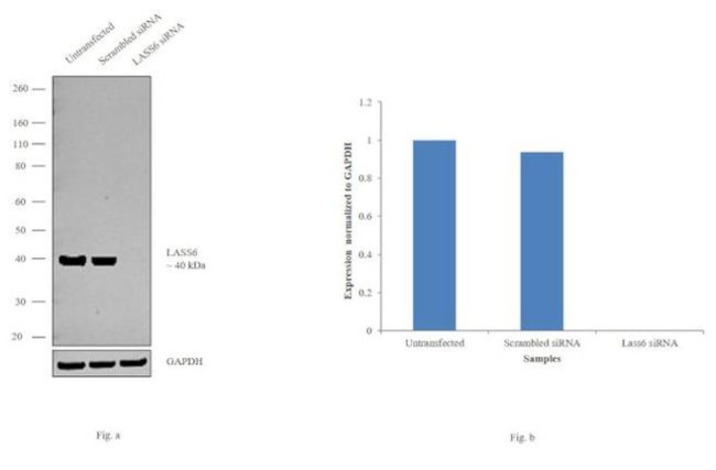 Lass6 Antibody