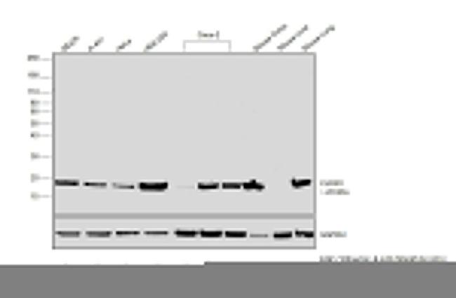 Claudin 1 Antibody