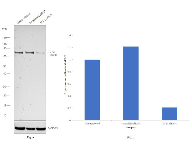 TCF3 Antibody