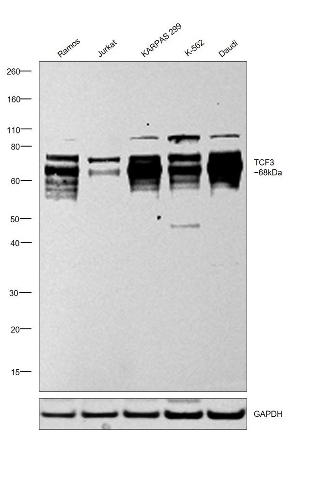 TCF3 Antibody in Western Blot (WB)