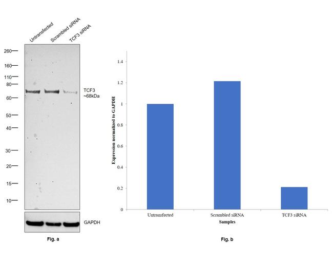 TCF3 Antibody in Western Blot (WB)