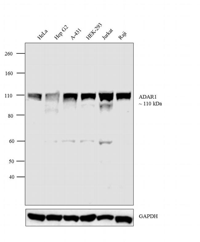 ADAR1 Antibody in Western Blot (WB)