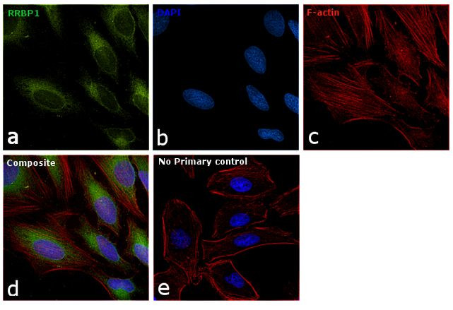 RRBP1 Antibody in Immunocytochemistry (ICC/IF)