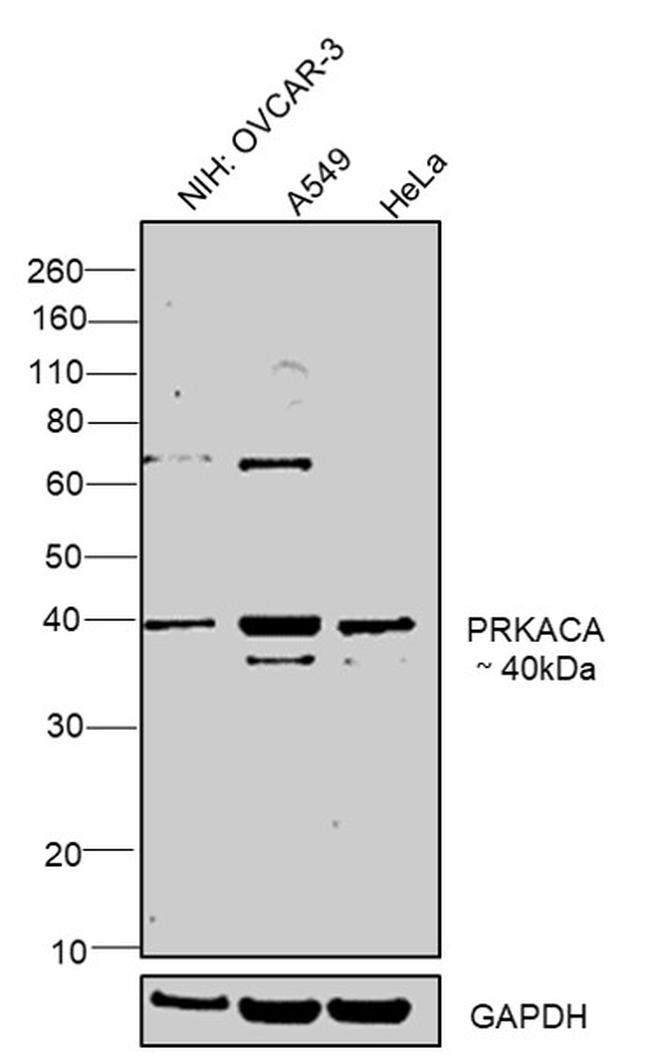 PKA alpha Antibody in Western Blot (WB)