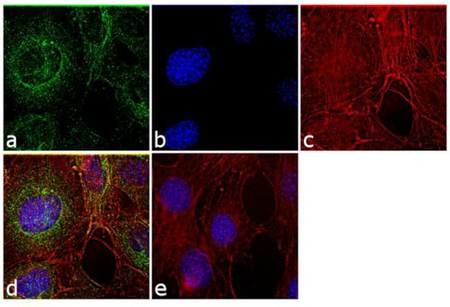 Tubulin alpha-1B Antibody in Immunocytochemistry (ICC/IF)