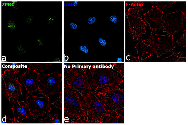 ZPR1 Antibody in Immunocytochemistry (ICC/IF)