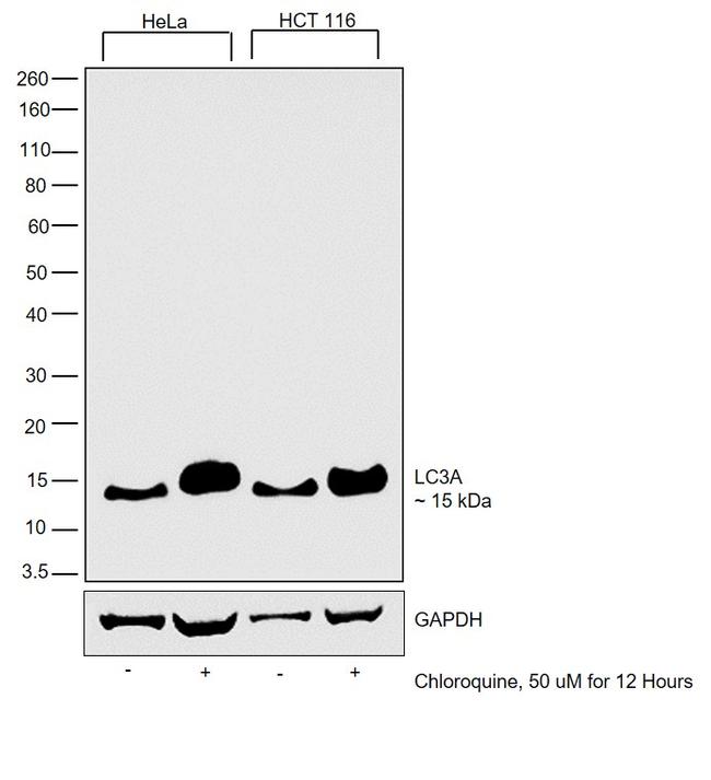 LC3A Antibody