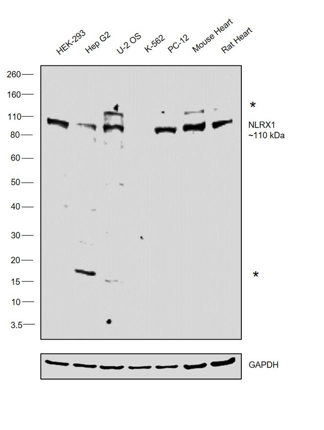 NLRX1 Antibody in Western Blot (WB)