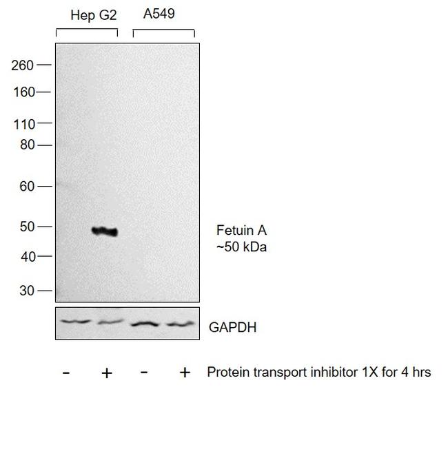 Fetuin A Antibody in Western Blot (WB)