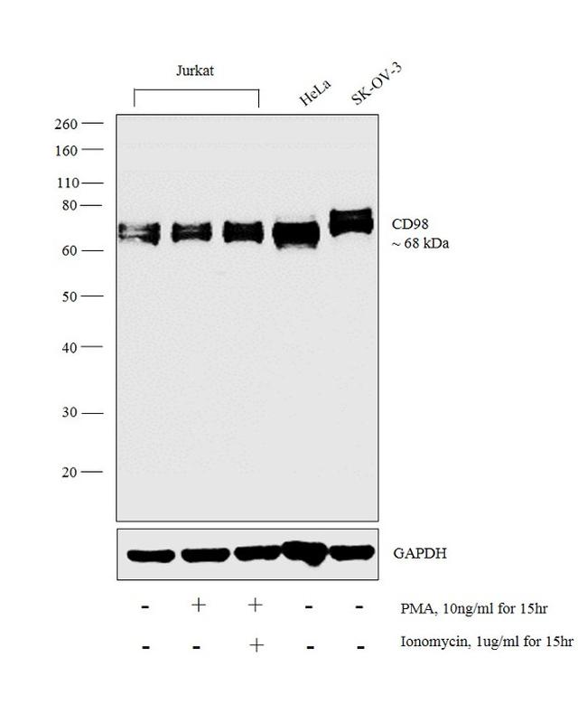 CD98 Antibody in Western Blot (WB)