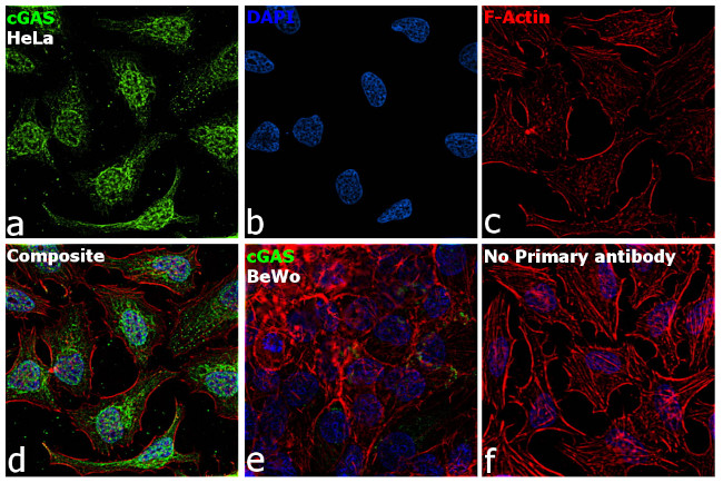 cGAS Antibody in Immunocytochemistry (ICC/IF)