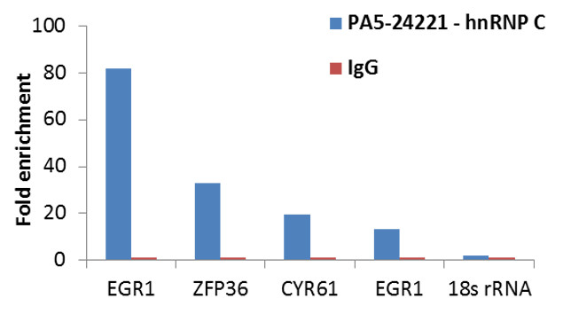 hnRNP C Antibody