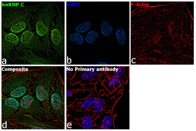 hnRNP C Antibody in Immunocytochemistry (ICC/IF)