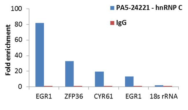 hnRNP C Antibody in RNA Immunoprecipitation (RIP)