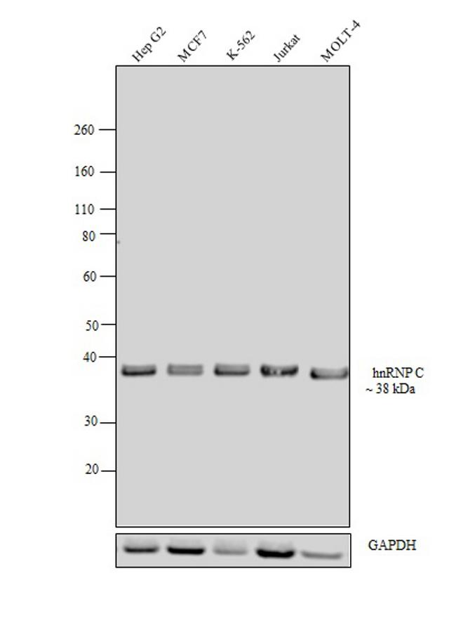 hnRNP C Antibody in Western Blot (WB)