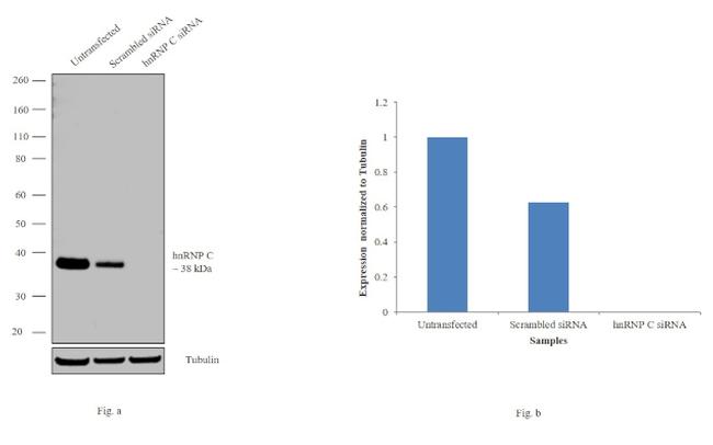 hnRNP C Antibody in Western Blot (WB)