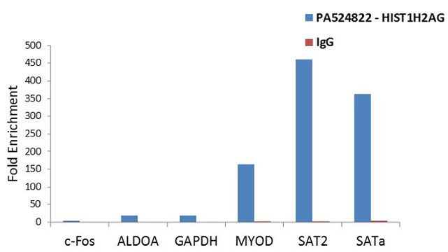 HIST1H2AG Antibody