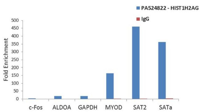 HIST1H2AG Antibody in ChIP Assay (ChIP)