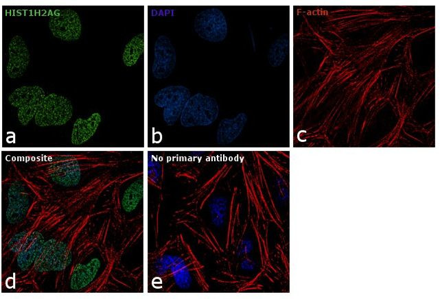 HIST1H2AG Antibody in Immunocytochemistry (ICC/IF)