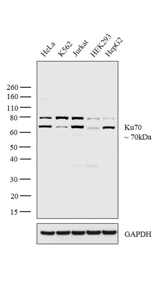 Ku70 Antibody in Western Blot (WB)