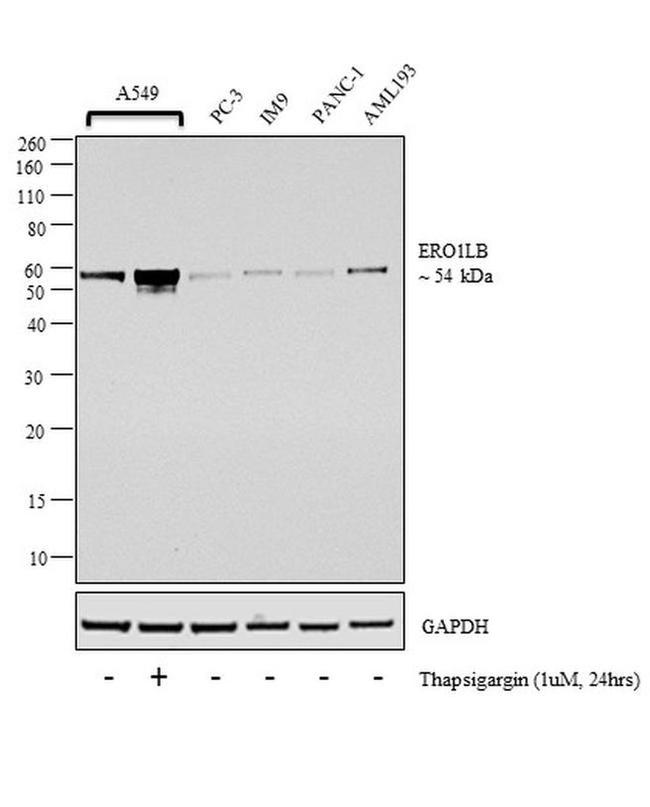 ERO1LB Antibody