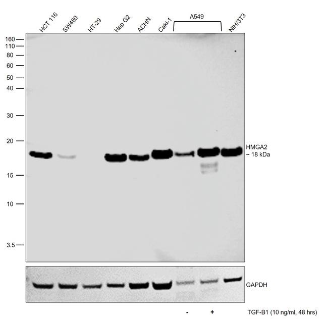 HMGA2 Antibody