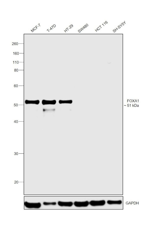 FOXA1 Antibody