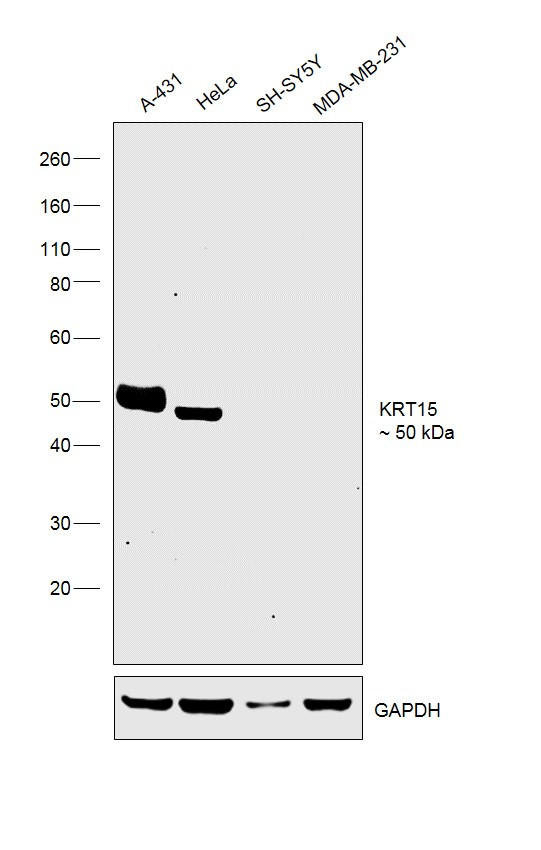 Cytokeratin 15 Antibody