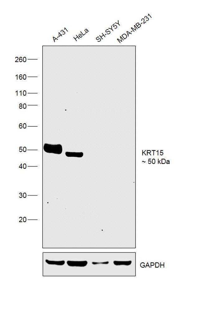 Cytokeratin 15 Antibody in Western Blot (WB)