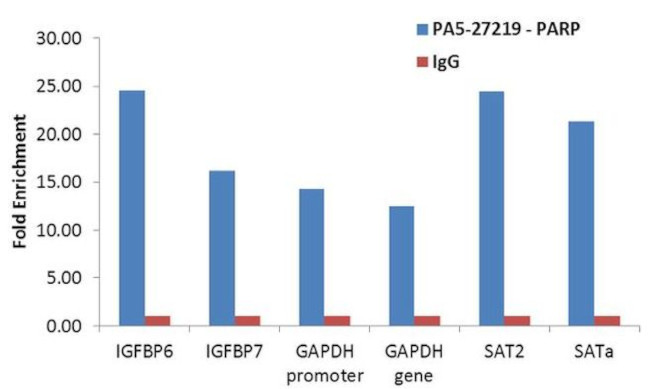 PARP1 Antibody