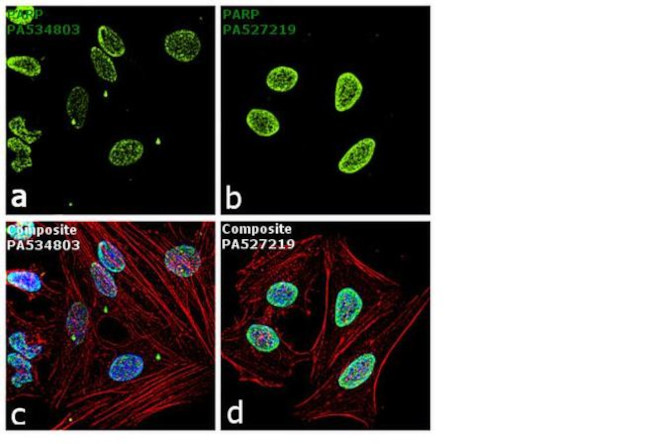 PARP1 Antibody