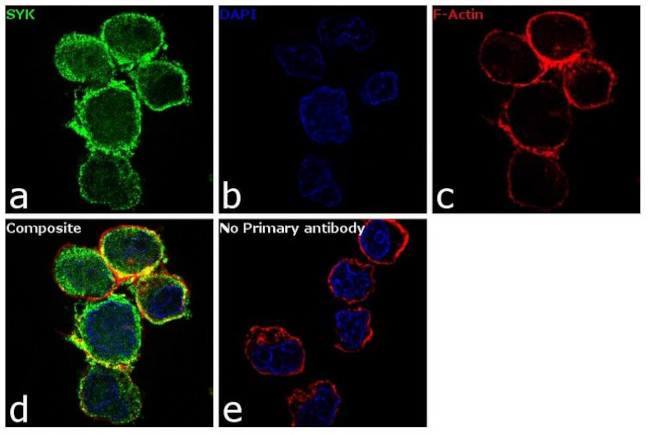 Syk Antibody in Immunocytochemistry (ICC/IF)