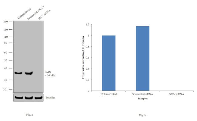 SMN1 Antibody in Western Blot (WB)