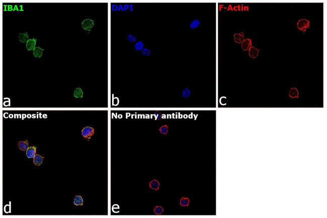 IBA1 Polyclonal Antibody (PA5-27436)