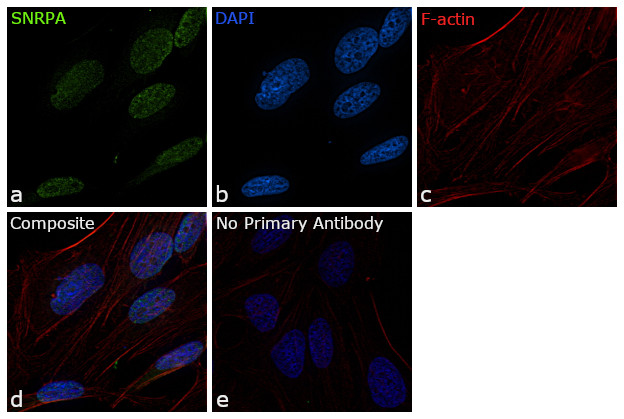 SNRPA Antibody in Immunocytochemistry (ICC/IF)