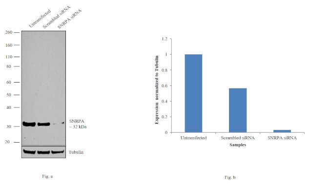 SNRPA Antibody