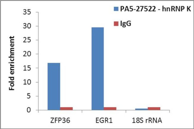 hnRNP K Antibody