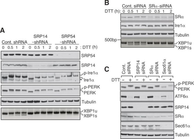 SRP14 Antibody in Western Blot (WB)