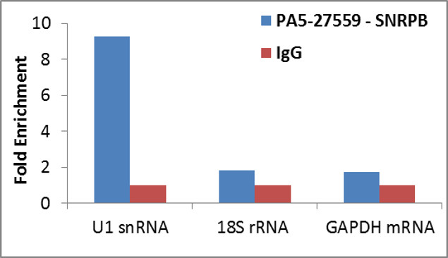 SNRPB Antibody