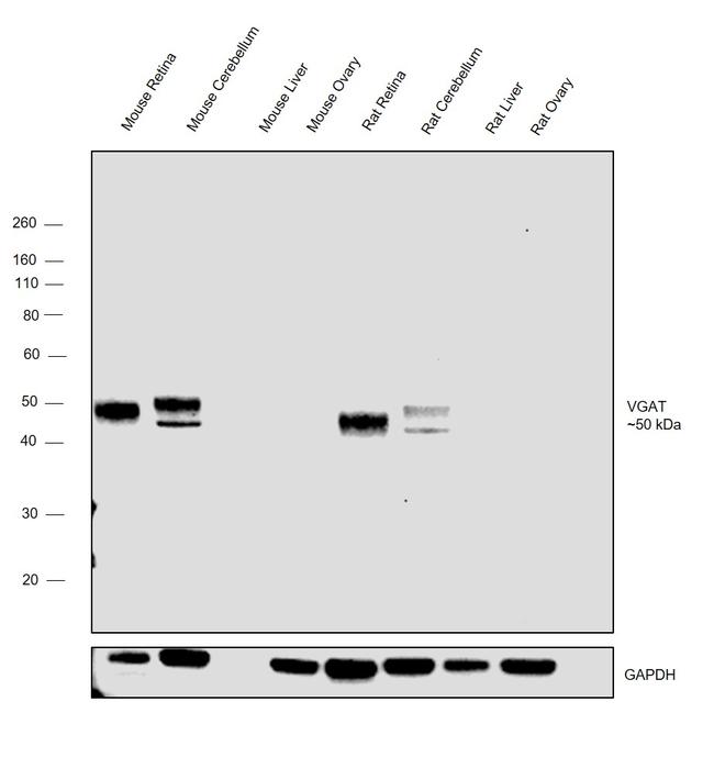 VGAT Antibody in Western Blot (WB)