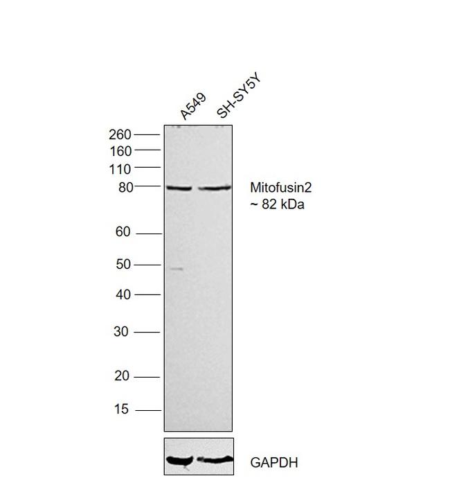 MFN2 Antibody in Western Blot (WB)