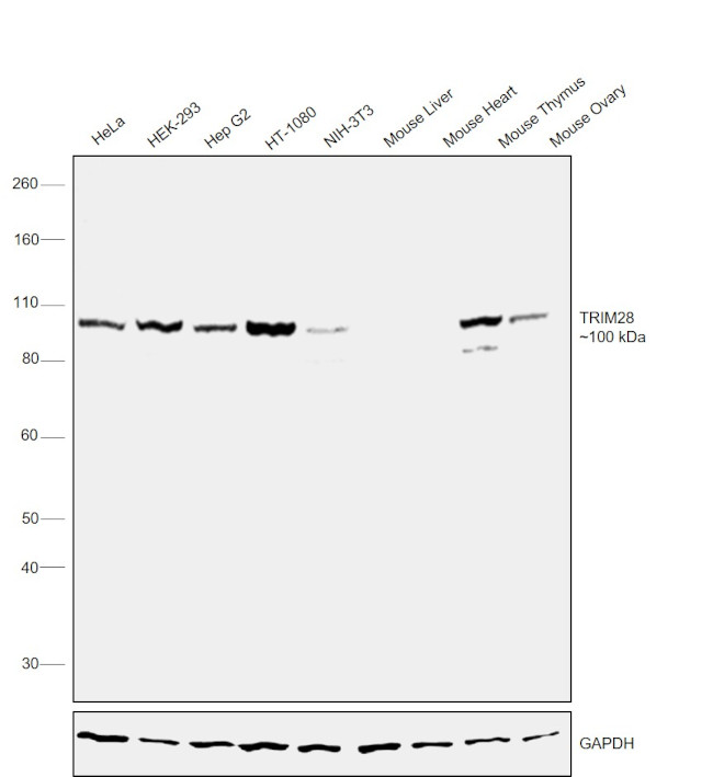 TRIM28 Antibody