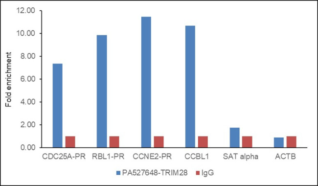 TRIM28 Antibody in ChIP Assay (ChIP)