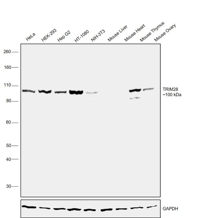 TRIM28 Antibody in Western Blot (WB)